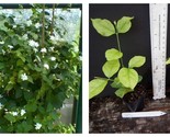 Jasminum sambac MAID OF ORLEANS JASMINE Rooted STARTER Plant - $36.93