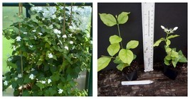 Jasminum sambac MAID OF ORLEANS JASMINE Rooted STARTER Plant - £29.45 GBP