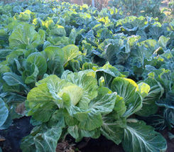 300 seeds Portuguese Couve Penca Tronchuda Portugal  Cabbage Collard - £2.99 GBP