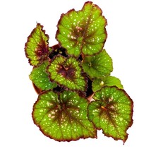 Harmony&#39;s Christmas Cheer Begonia Rex 4 inch Red and Green with Snowflakes White - £14.57 GBP