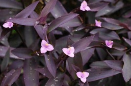 4&quot; Pot Setcreasea Purple Heart Live Plant Indoors or Outdoor Easy Graden - £35.38 GBP