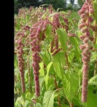 KKG 100 Seeds Amaranth Mira Seeds Fresh Garden - $7.89
