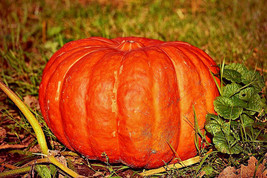 Pumpkin Cinderella Rogue Vif D&#39;Etampes Flat Red Orange 10 Seeds  From US - £5.99 GBP