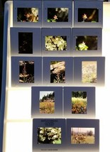13 Vintage Slides from 1992 of Wildflowers Butterflies from Pacific Northwest - £9.90 GBP