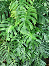 5 Organic Split Leaf Philodendron Monstera Deliciosa Swiss   - £14.85 GBP