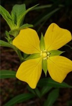 SEPTH 100+ Seeds Mexican primrose-willow (Ludwigia octovalvis)Wingleaf P... - $5.31