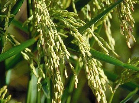 Brown Basmati Rice - Grow Your Own - theseedhouse - 400 Organic Seeds D