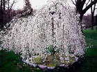 Cherrys Shidares Yeodensis Yoshinos 2 Weeping Trees Outdoors Live Plant ... - $80.98