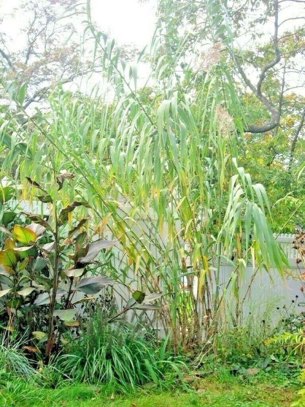 Best 50 GIANT REED GRASS SEEDS ( Arundo donax ) 18 30 feet tall