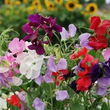 Sweet Pea Royal Family Mixed Colors Vine Heirloom Fragrant Usa Non-Gmo 25 Seeds - £8.63 GBP