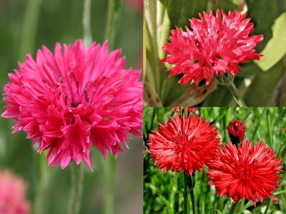 thumbnail image 2 of Heirloom Tall Red Cornflower / Bachelor Button Seeds – 75ct – Easy To Grow Annual 2 of 6