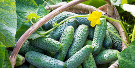 100+ Boston Pickling Cucumber Seeds | Heirloom Vegetable | Dưa Leo |NON-... - £2.39 GBP