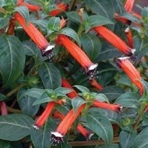 New Fresh Seeds 50 Cuphea Seeds Scarlet Cigar Plant Plant Seeds USA Seller - $29.00