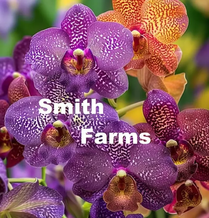 USA SELLER 50 Seeds Purple Vanda Orchids Flowers Fast Shipping - $15.25