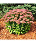 50 Autumn Joy Sedum Seeds Sedum Spectabile Autumn Joy Variegated Leaf Fr... - €9,74 EUR