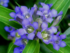 Blue Gentian (Gentiana Dahurica Nikita) - 25 seeds - $4.99
