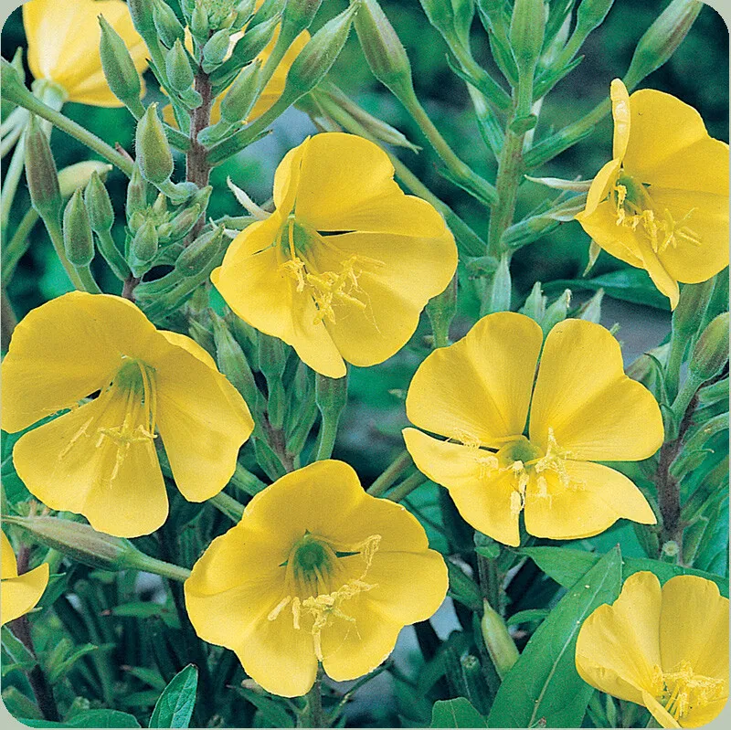 Evening Primrose Yellow Flower DWARF PERENNIAL 300+ Seeds - €3,42 EUR