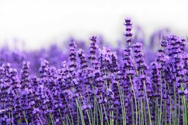 Italian Lavender Seeds 50 Seeds Heirloom Non Gmo Fresh New - £8.14 GBP