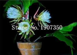 100 Seeds Epiphyllum Anguliger Fishbone Succulent Zig Zag Cactus Hanging Plant R - £5.82 GBP