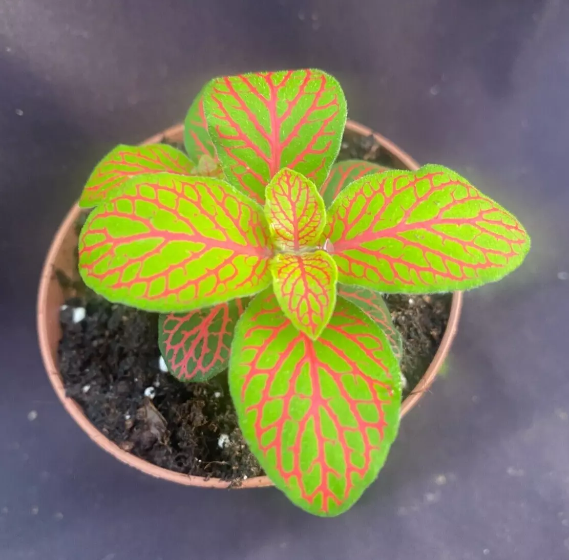 Fittonia &#39;Skeleton&#39;, Unusual New Houseplant. Rooted Plant Shipped in 3&quot; Pot - $28.40