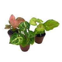 Syngonium Variety Assortment, 3 Different syngonium Plants, Pink Strawberry, Cre - £15.01 GBP
