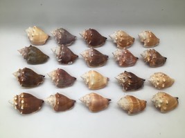 Lot of 20 Florida Fighting Conch Seashells 3 to 3.5 in Natural Beach Nau... - $24.70