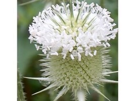 50 White Teasel Flower Seeds Perennial /Fresh &amp; Dried Arrang Deer ResistantFrom  - $8.35