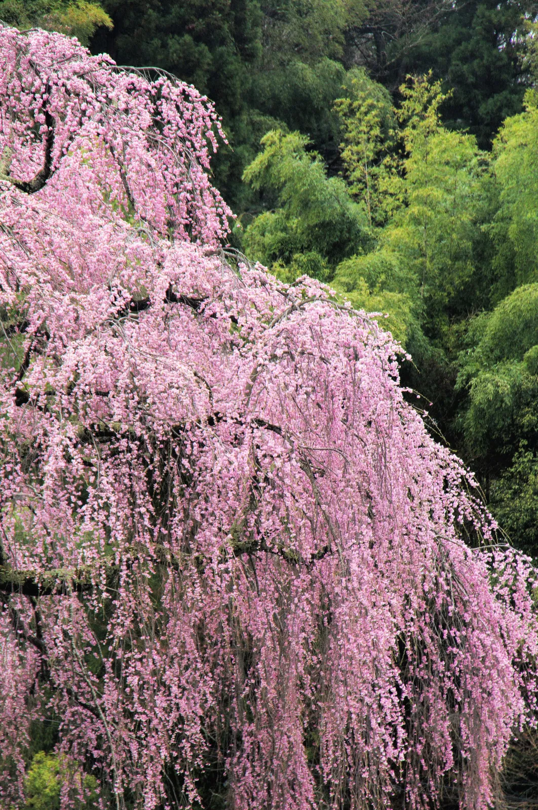 10 Weeping Higan Cherry Tree Japanese Prunus Subhirtella Pendula Pinkflower Seed - £15.79 GBP