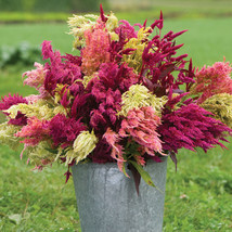 Celosia Seeds,Pampas Plume Celosia Flower Seeds  - $13.99