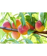 5 Peach Tree Seeds Dwarf Loring NEMAGUARD (Prunus persica) Fast Hardy Fr... - $7.95