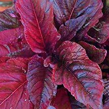 Frees Shipping Midnight Red Amaranth Greens Amaranthus Nutritious And Flavorful  - £14.10 GBP