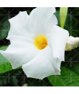 Climbing Mandevilla Sanderi Dipladenia sanderi Seed Perennial Flower (Co... - $128.24 MXN