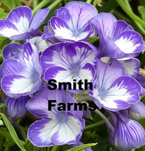 PWO 25 Seeds Kool-Aid Bush Lavender Flowers Beautiful Purple - $6.30