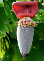 10 Pc Seeds Musa Ochracea Banana Fruit Plant, Banana Seeds for Planting | RK - £15.19 GBP