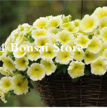 100  pcs Petunia Bonsai Four Seasons Can Be Planted Perennial Flowers Planting I - £3.58 GBP