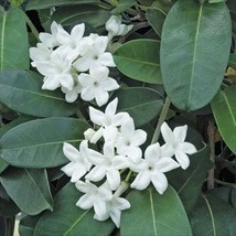 Stephanotis Starter Plant Hawaiian  2 Pack #D2 - £63.30 GBP