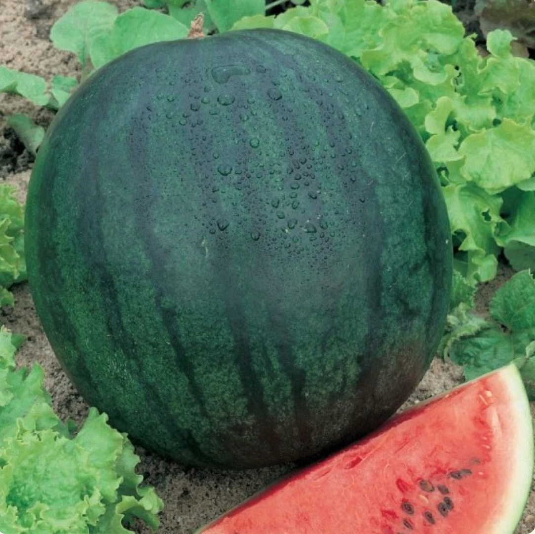 200 Sugar Baby Watermelon Seeds | Heirloom Non-GMO | | (200 Seeds) - $16.44