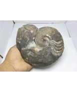 Rare Harpoceras Ammonite Fossil from Toarcian Jurassic Period – Morocco ... - €106,07 EUR