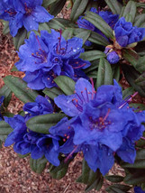 SL Azalea, Blue - $5.52