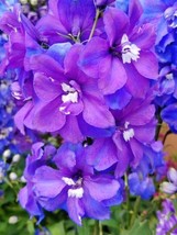 100 IMPERIAL ROCKET LARKSPUR SEED MIX NON GMO HEIRLOOM - $2.49