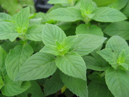 Lemon Mint Seeds 500+ Monarda Citriodora Herb Heirloom Annual  From US - £5.46 GBP