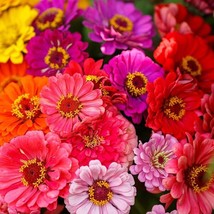 100 Over The Rainbow Mix Zinnia Seeds Fresh Seeds Gardening USA - £10.03 GBP