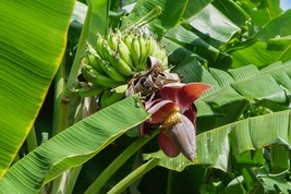 New Fresh Seeds Musa Sikkimensis Darjeeling Hookers Hardy Banana 5 Seeds - £19.41 GBP