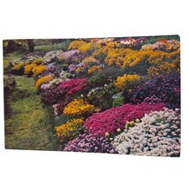 Postcard Rock Garden Forsythia Alyssum Saxatile Iberis Rose Daphne Posted - £5.44 GBP