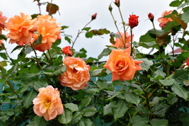 USA Orange Climbing Rose Rosa Bush Vine Fragrant Butterfly Flower 5 Seeds - $10.99