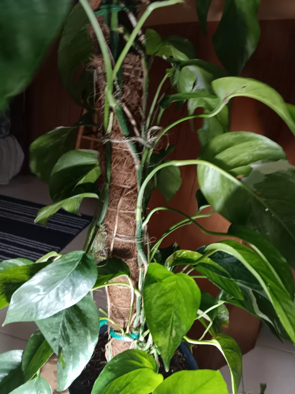 Monstera Variegated Epipremnum Cutting Nodes (3) + 1 Unrooted From Mom P... - $20.53