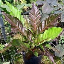 Best Anthurium Big Red Bird Bird&#39;s Nest / Anthurium / Live Plant - $24.99