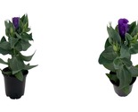 Top Seller - Purple Eustoma Lisianthus - 4&quot; Pot - Rose-like Blooms - Liv... - £37.87 GBP
