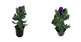 Top Seller - Purple Eustoma Lisianthus - 4" Pot - Rose-like Blooms - Live Plant - $47.93