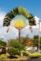 10 Traveller&#39;S Palm Tree Ravenala Madagascariensis Flower Houseplant SeedsFrom U - $33.00